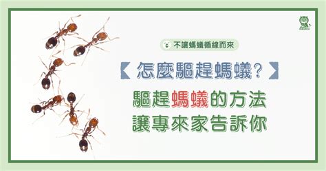 廚房螞蟻很多|怎麼防螞蟻？螞蟻大軍怕什麼？居家螞蟻防治專家告訴。